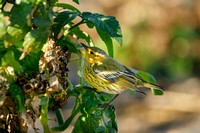 CAPE MAY WARBLER 20-10-0815311D