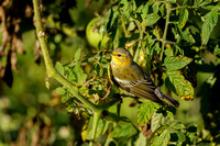 CAPE MAY WARBLER 20-10-0815305D