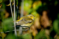 CAPE MAY WARBLER 20-10-0815263D