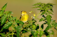 CAPE MAY WARBLER 20-10-0815236D