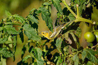 CAPE MAY WARBLER 20-10-0415230D