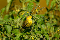 CAPE MAY WARBLER 20-10-0415203D