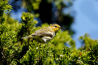 CAPE MAY WARBLER 20-09-2014663D