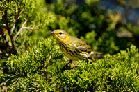 CAPE MAY WARBLER 20-09-2014659D