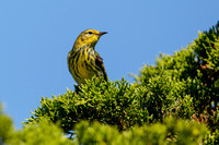CAPE MAY WARBLER 20-09-2014657D