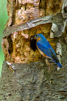 EASTERN BLUEBIRD 14-05-2074902