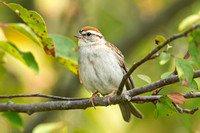 CHIPPING SPARROW 10-06-2825859