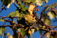 CAPE MAY WARBLER 09-10-0720067