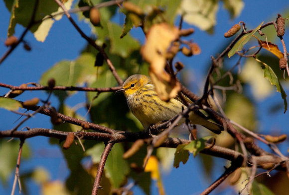 CAPE MAY WARBLER 09-10-0720067