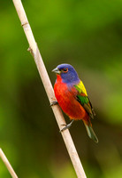 PAINTED BUNTING 10-04-1121246