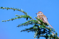 CHIPPING SPARROW 00-04