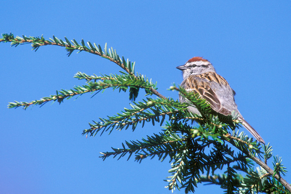 CHIPPING SPARROW 00-04