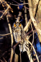 LONG EARED OWL 00-07