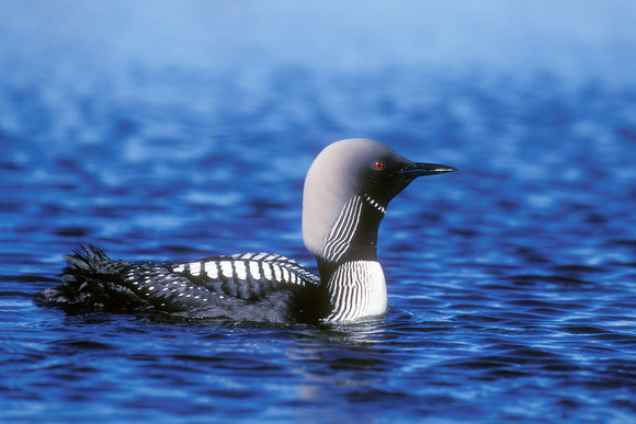 PACIFIC LOON 00-06
