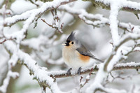 TUFTED TITMOUSE 11-01-1230728