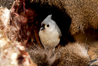 TUFTED TITMOUSE 11-01-0630526