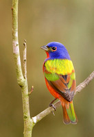 PAINTED BUNTING 10-04-1721229