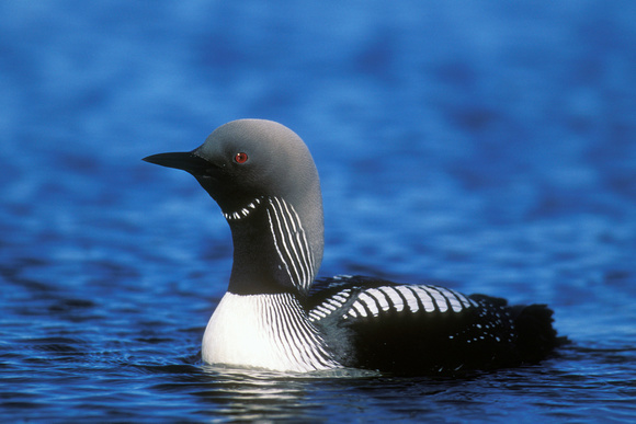 PACIFIC LOON 00-03