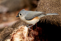 TUFTED TITMOUSE 11-01-0630515