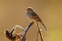 CHIPPING SPARROW 13-10-2066824