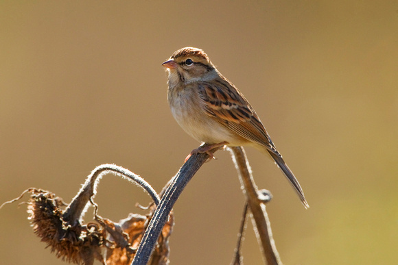 CHIPPING SPARROW 13-10-2066824