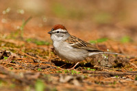 CHIPPING SPARROW 13-04-2162385
