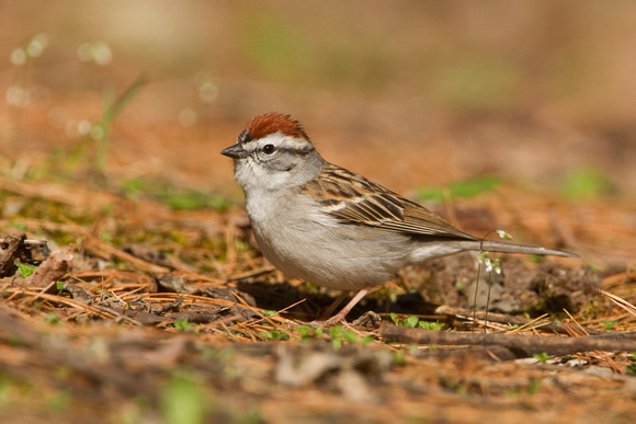 CHIPPING SPARROW 13-04-2162385