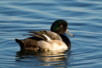GREATER SCAUP 12-01-0944510
