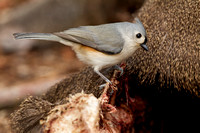 TUFTED TITMOUSE 11-01-0630525