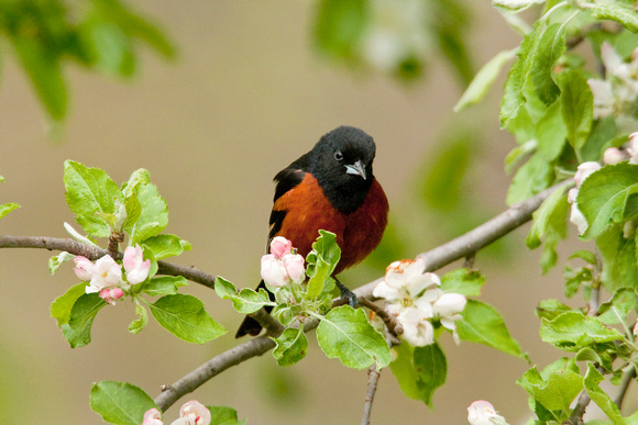 ORCHARD ORIOLE 08-05-1232718