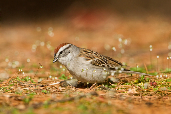 CHIPPING SPARROW 13-04-2162392