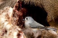 TUFTED TITMOUSE 11-01-0630523