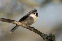 TUFTED TITMOUSE 10-12-3030420