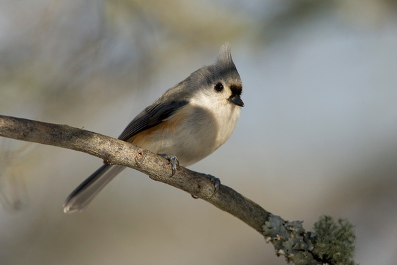 TUFTED TITMOUSE 10-12-3030420