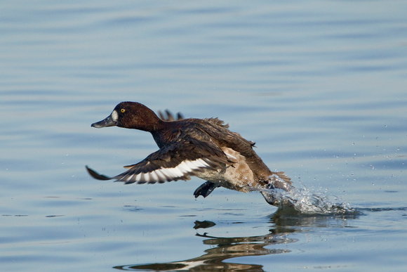 GREATER SCAUP 12-01-0944441