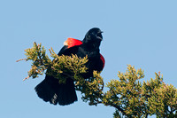 RED WINGED BLACKBIRD