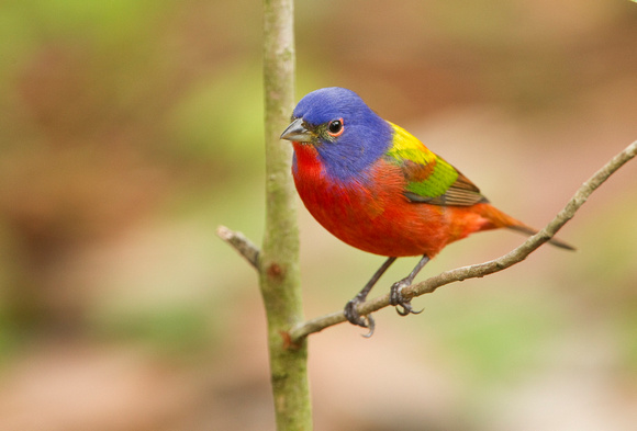 PAINTED BUNTING 10-04-1721225