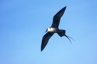 LONG-TAILED JAEGER