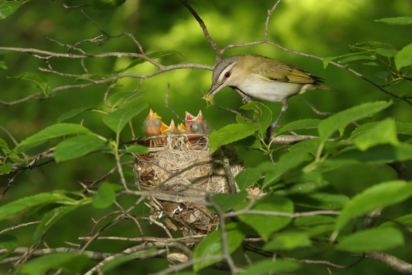 RED EYED VIREO 12-06-1148938