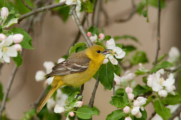 ORCHARD ORIOLE 08-05-1232725