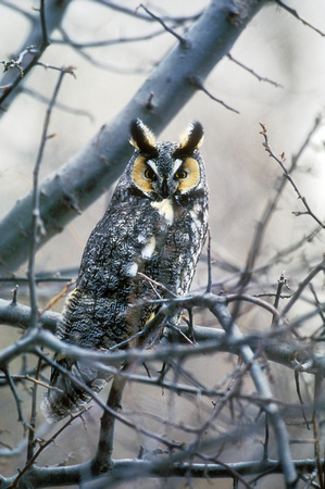 LONG EARED OWL 00-01