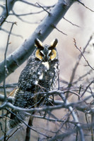 LONG EARED OWL 00-04