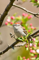 CHIPPING SPARROW 13-05-0763635