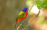 PAINTED BUNTING 10-04-1621761