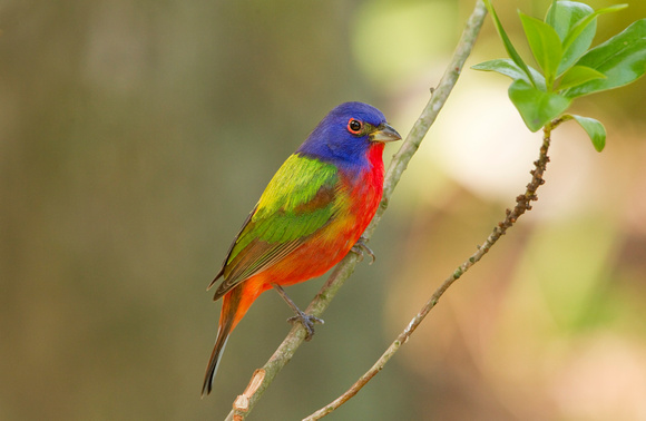PAINTED BUNTING 10-04-1621761