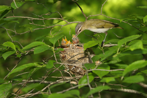 RED EYED VIREO 12-06-1148940