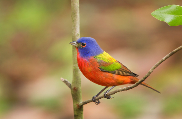 PAINTED BUNTING 10-04-1721226