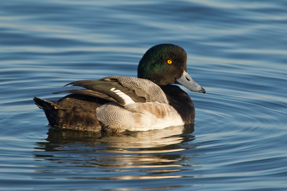 GREATER SCAUP 12-01-0944512