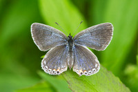 EASTERN TAILED BLUE 11-05-2437080