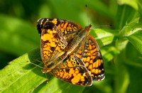 CRESCENTS & CHECKERSPOTS